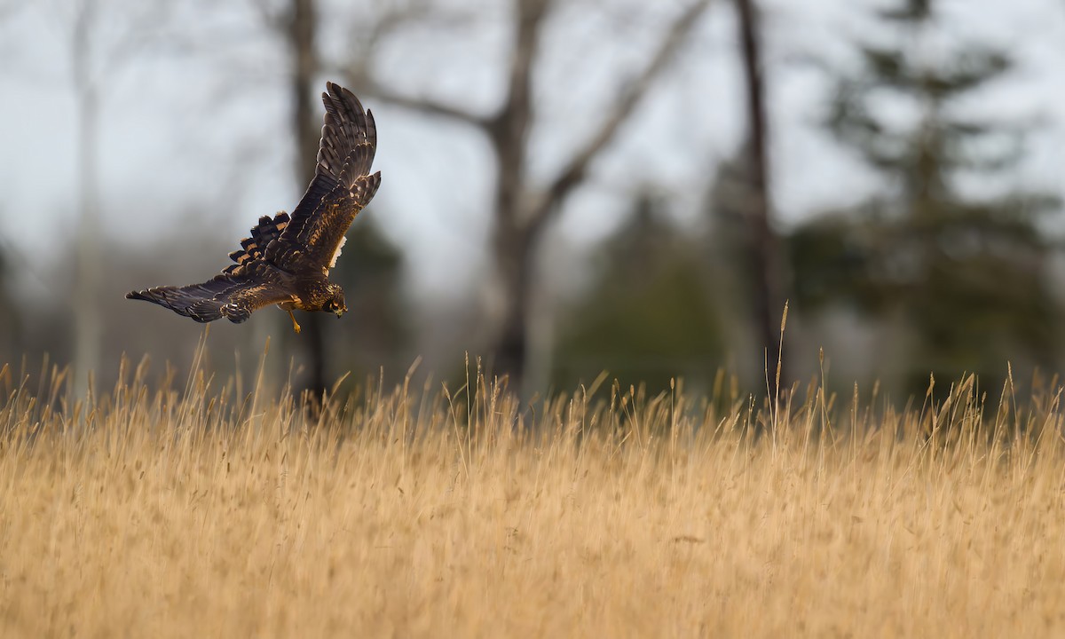 Northern Harrier - ML645449222