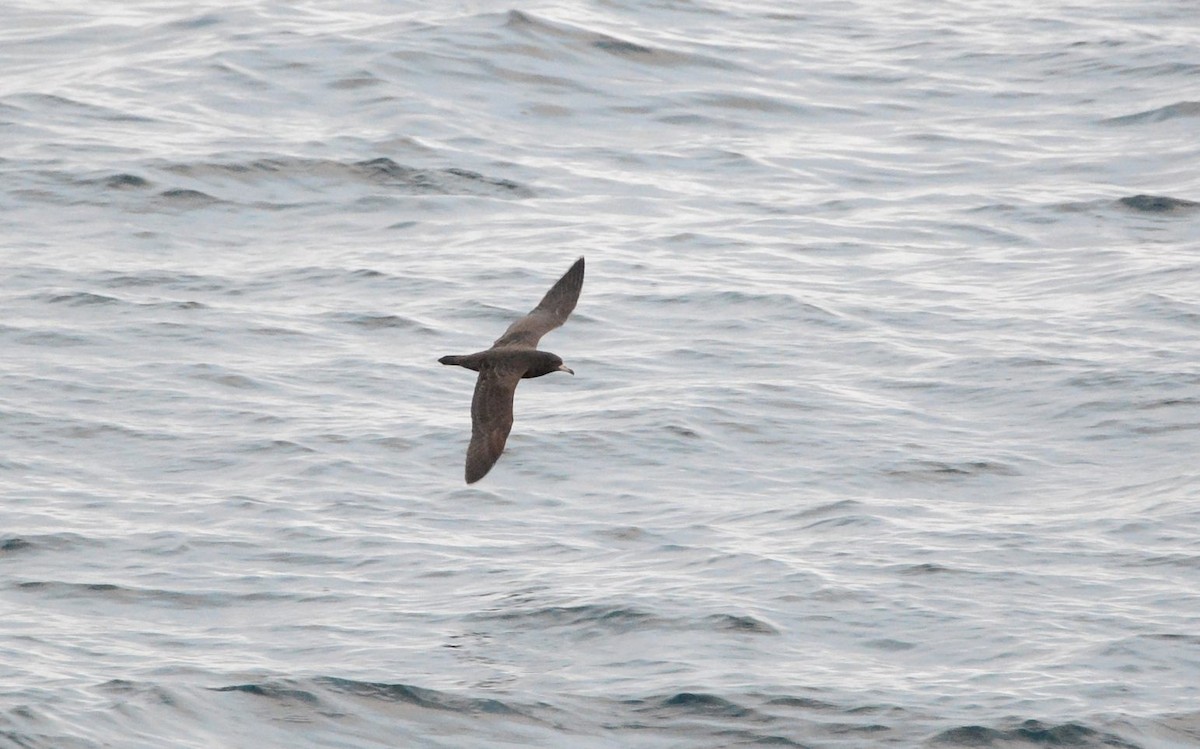 アカアシミズナギドリ - ML645449224