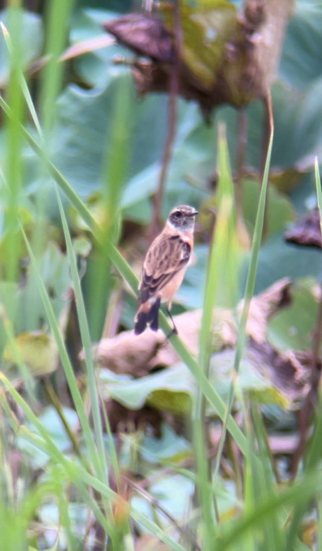 Amur Stonechat - ML645449225