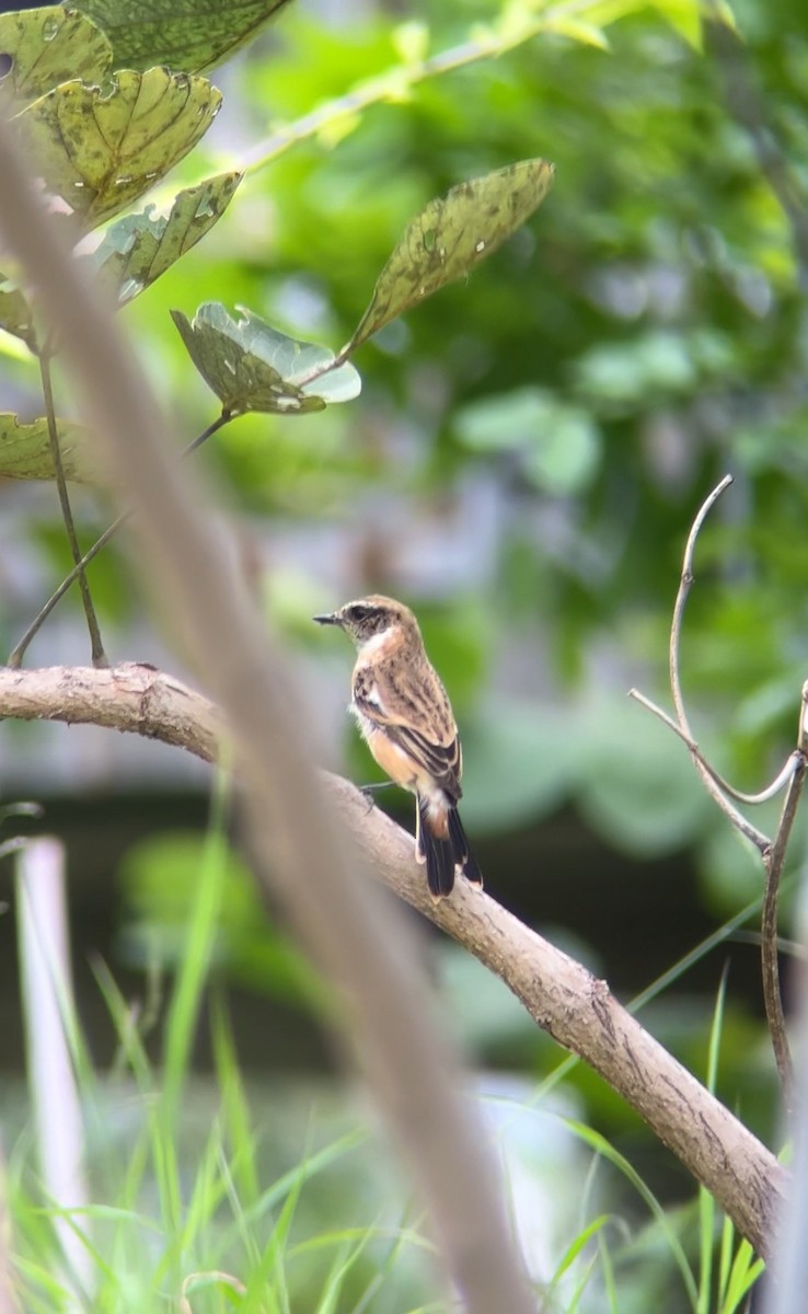 Amur Stonechat - ML645449226