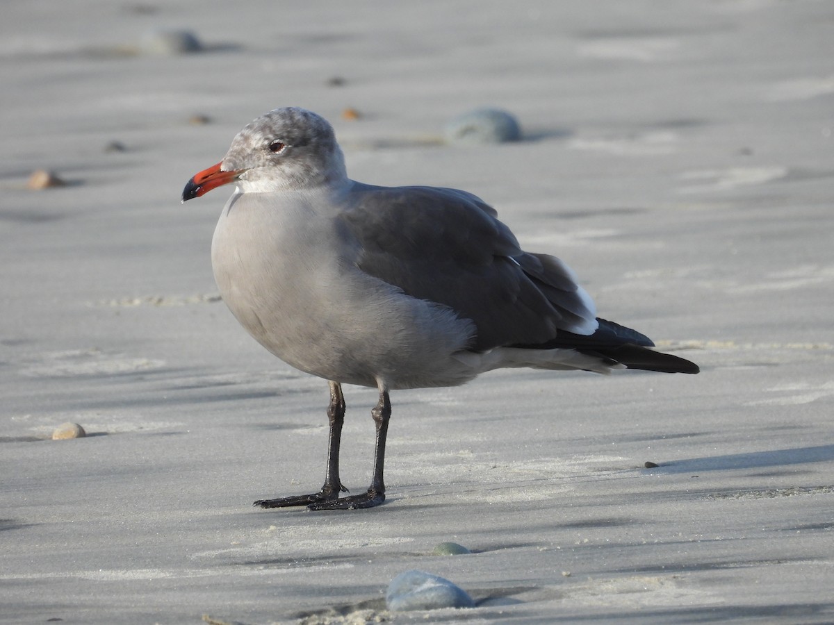 Heermann's Gull - ML645449231