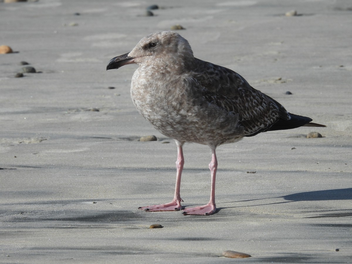 Western Gull - ML645449240