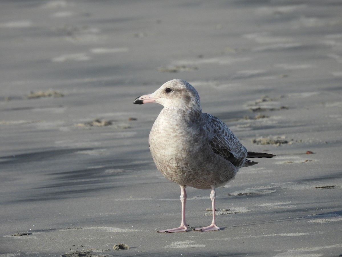 Kaio kaliforniarra - ML645449246