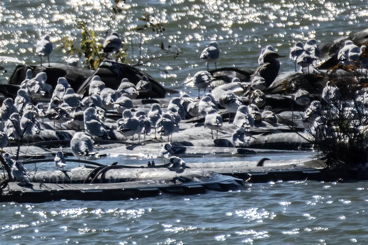 Ring-billed Gull - ML645449252