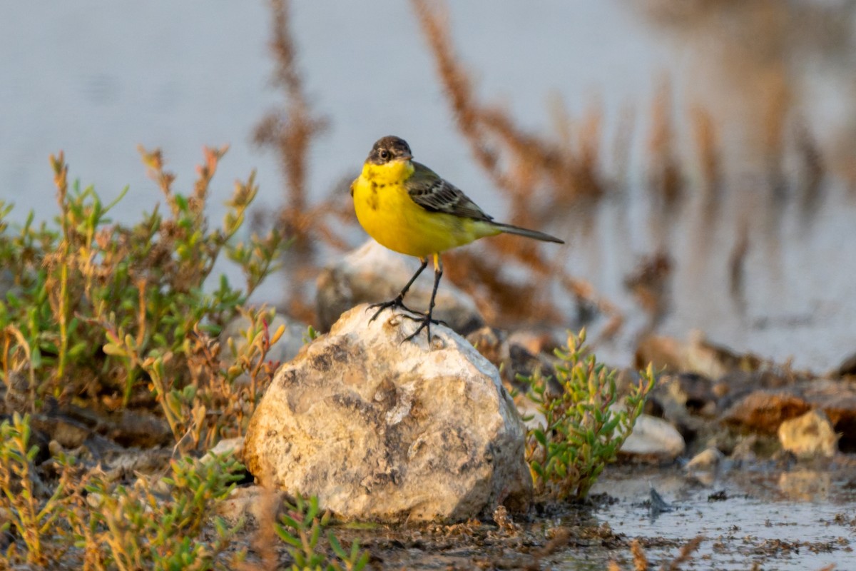 Western Yellow Wagtail (feldegg) - ML645449255