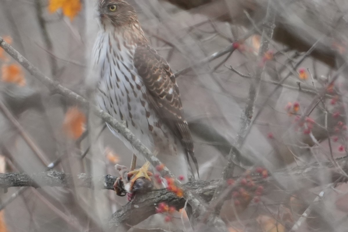 trostehauk - ML645449257