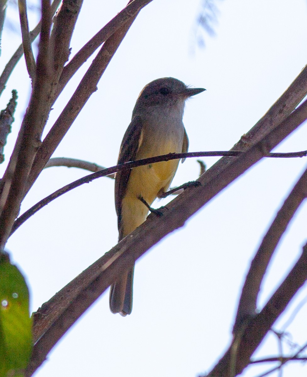 Greenish Elaenia (West Mexico) - ML645449263