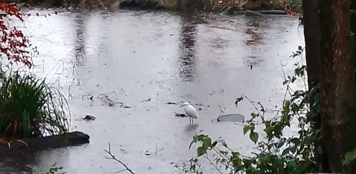 Little Egret - ML645449277