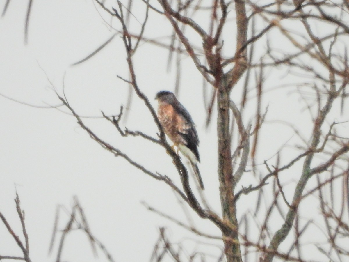 trostehauk - ML645449290