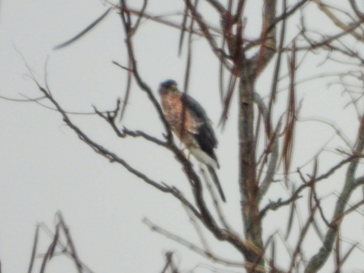 trostehauk - ML645449291