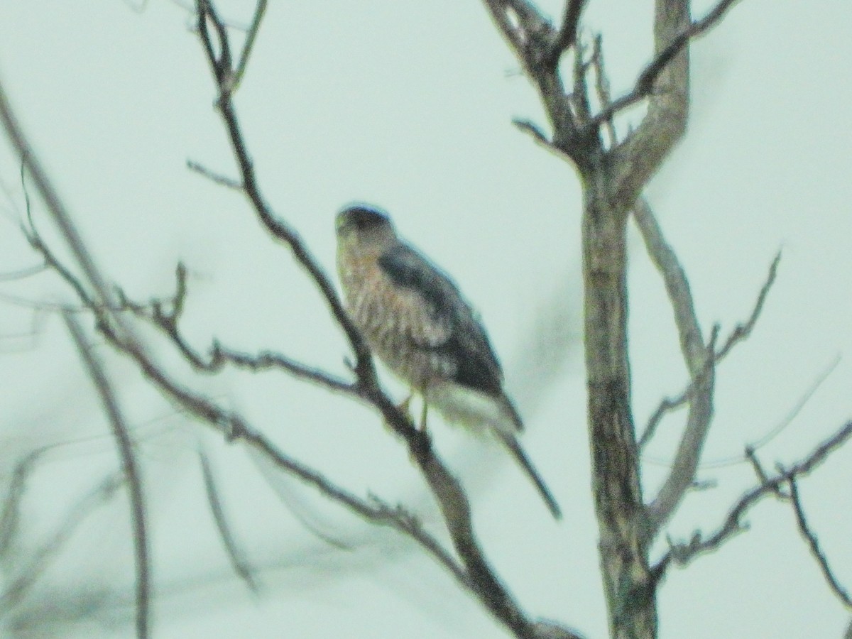 trostehauk - ML645449292