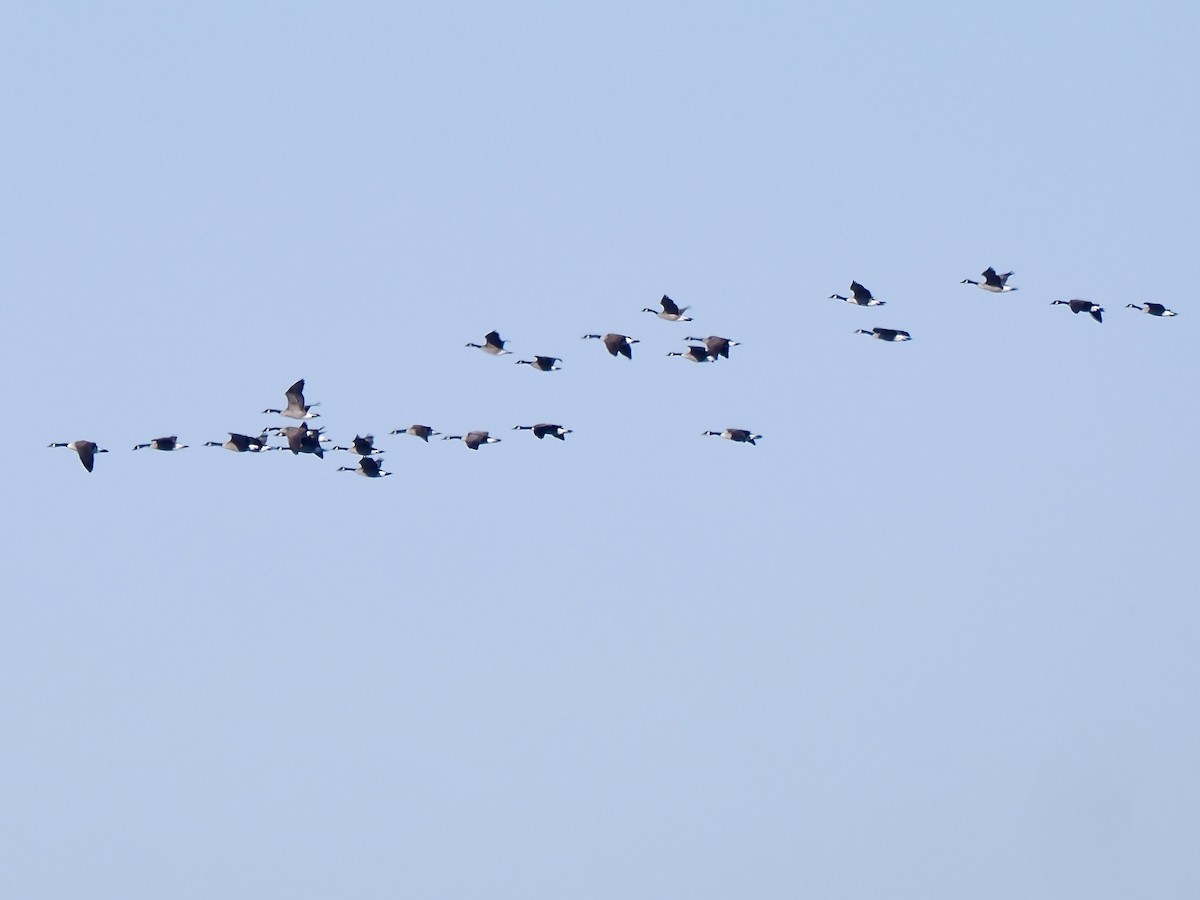 Canada Goose - ML645449293