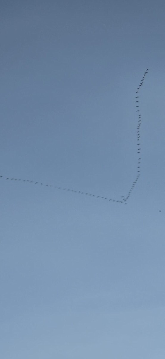 灰鶴 - ML645449301