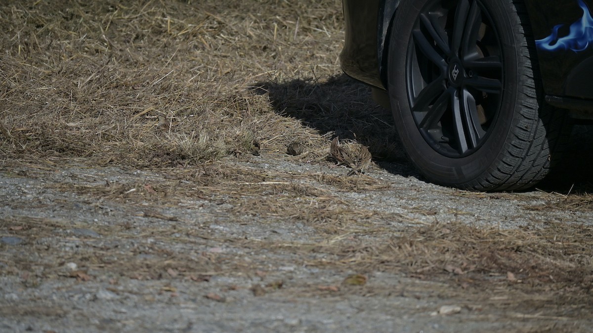 Italian Sparrow - ML645449302