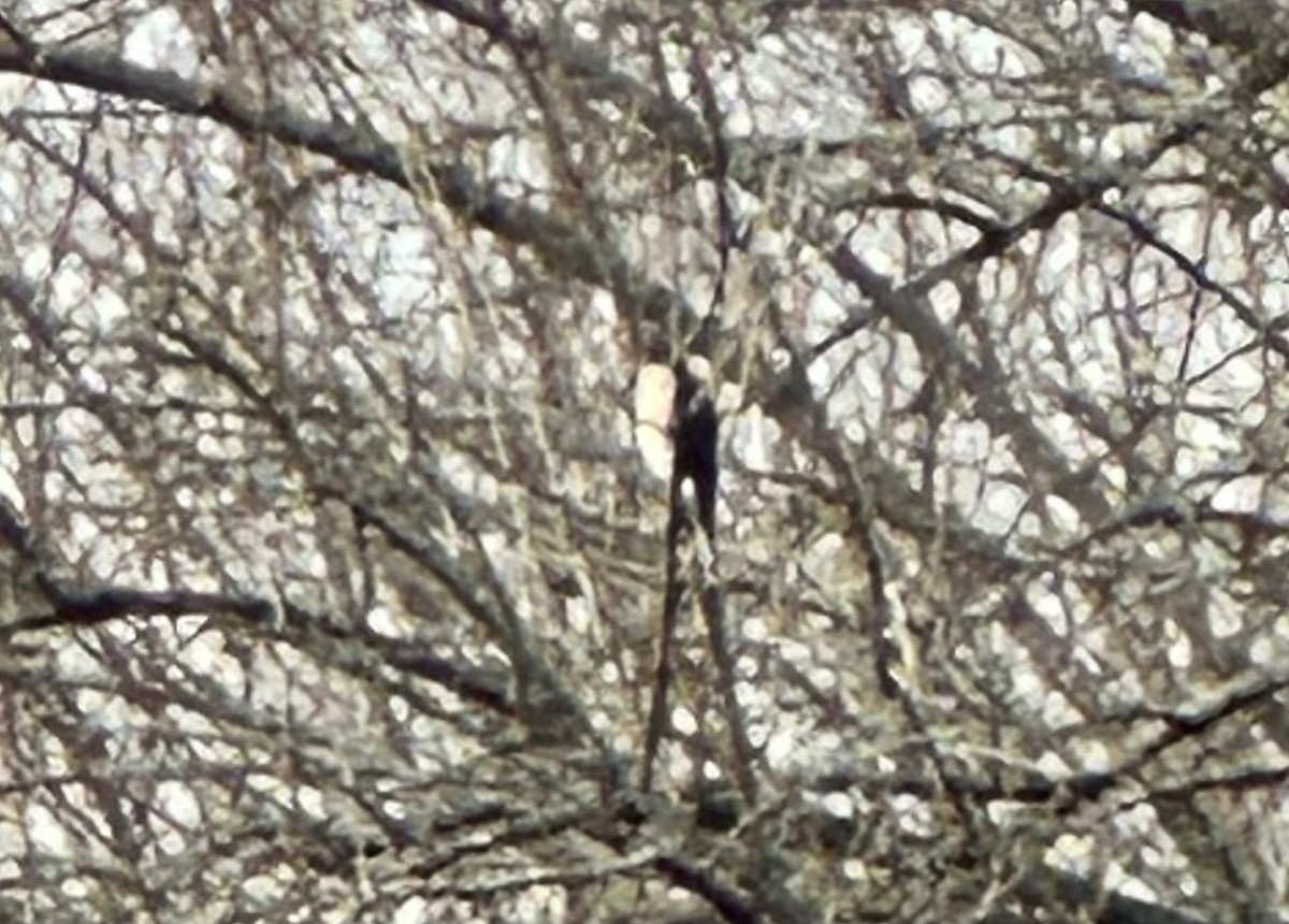 trostehauk - ML645449307