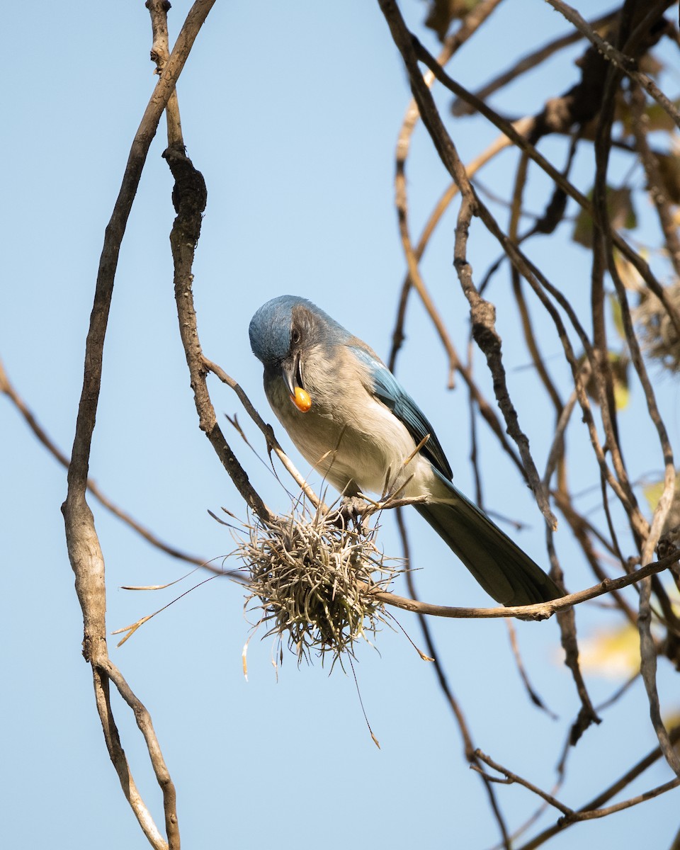 Woodhouse's Scrub-Jay - ML645449317