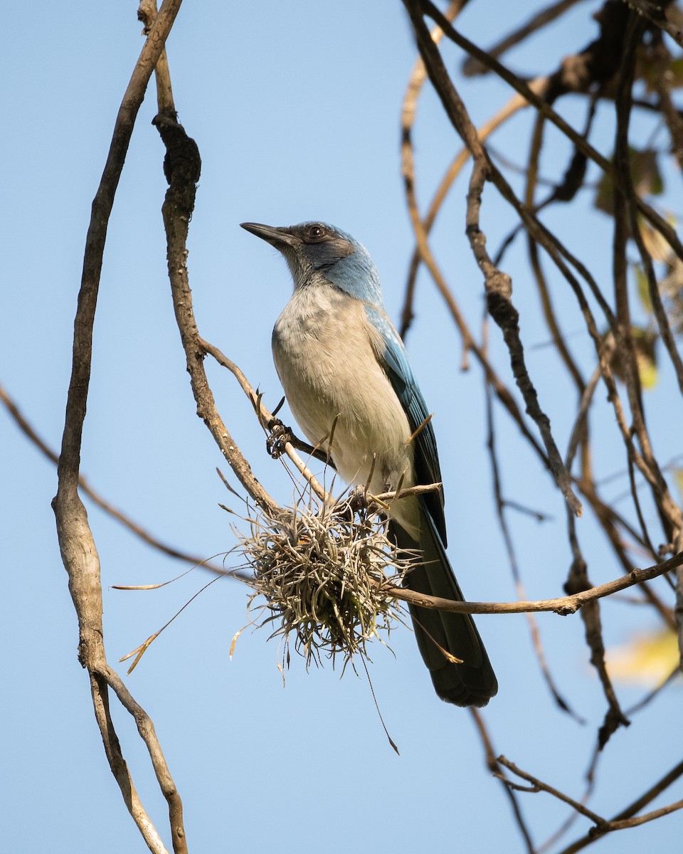 Woodhouse's Scrub-Jay - ML645449318