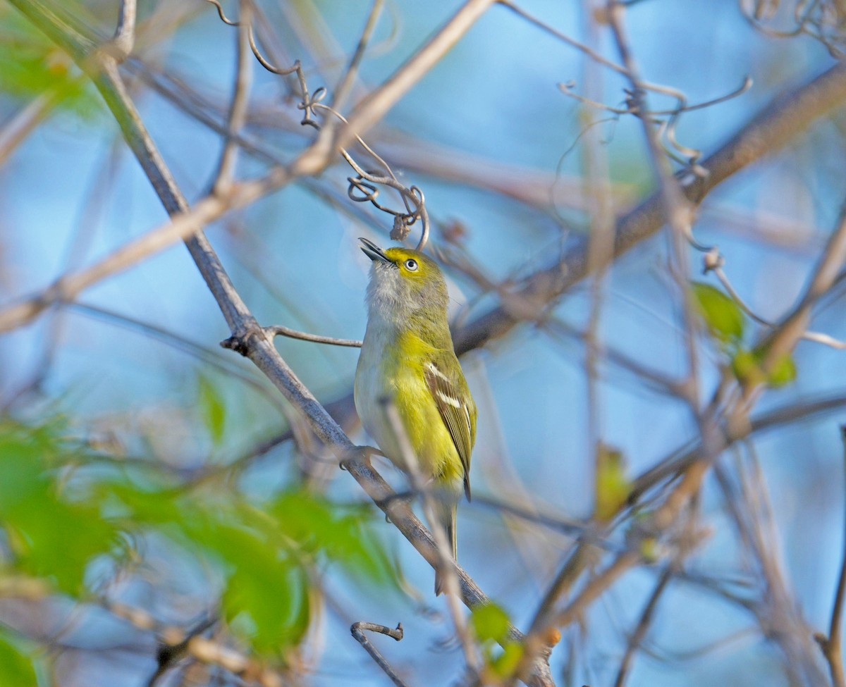 White-eyed Vireo - ML645449326