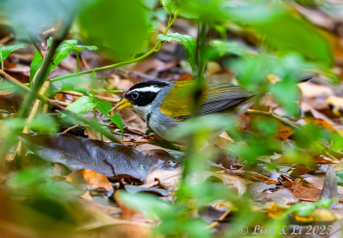 Moss-backed Sparrow - ML645449327