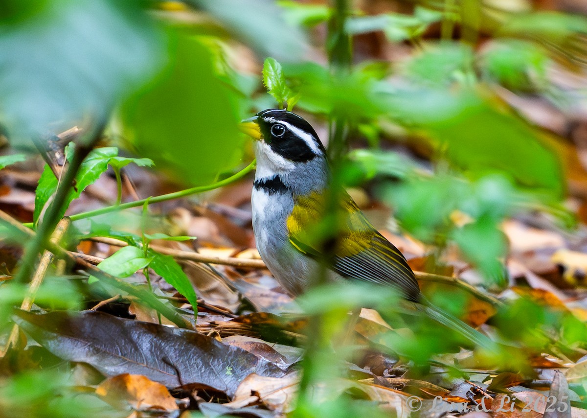 Moss-backed Sparrow - ML645449328