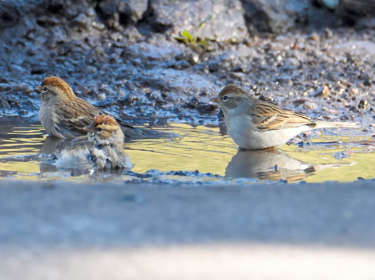 Clay-colored Sparrow - ML645449332