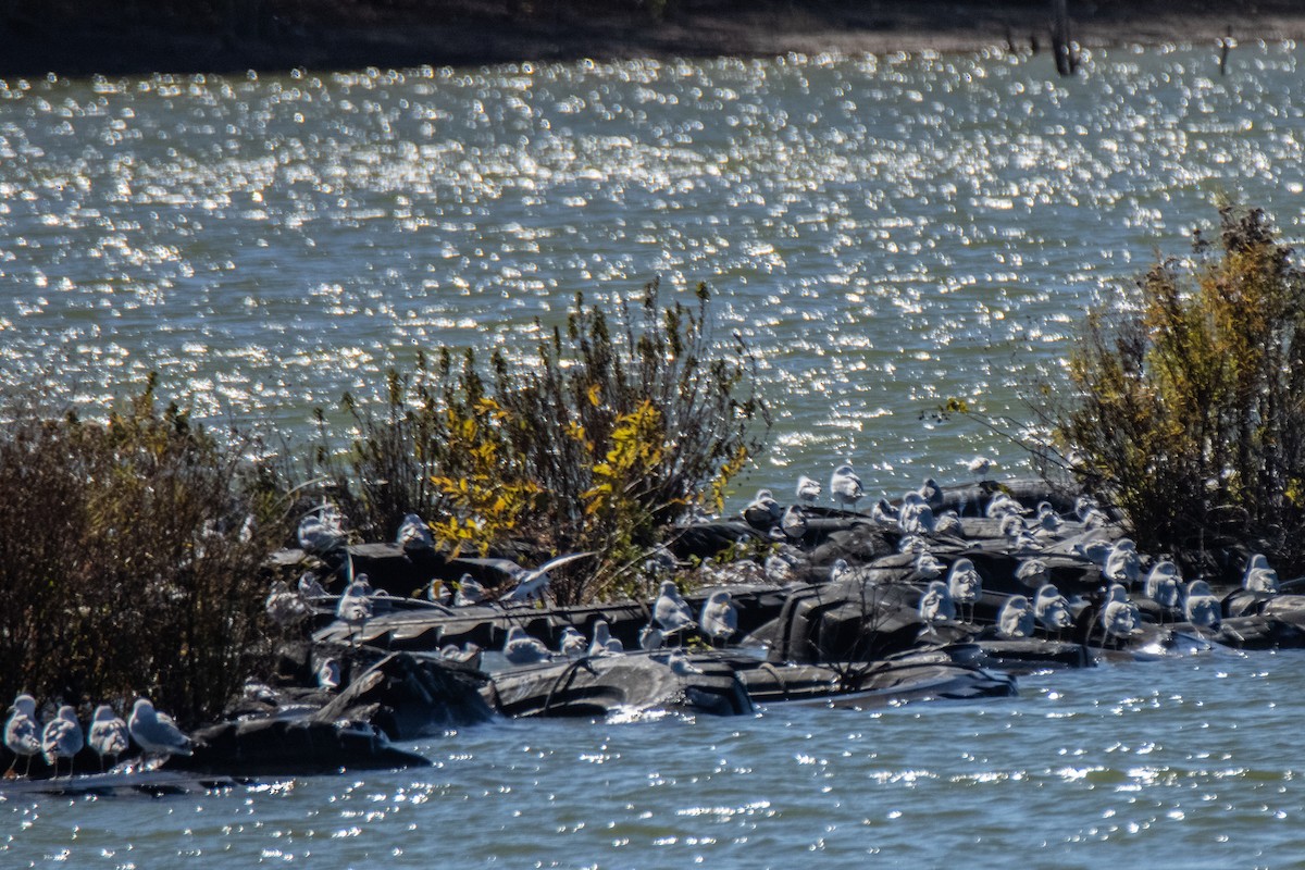 Ring-billed Gull - ML645449333