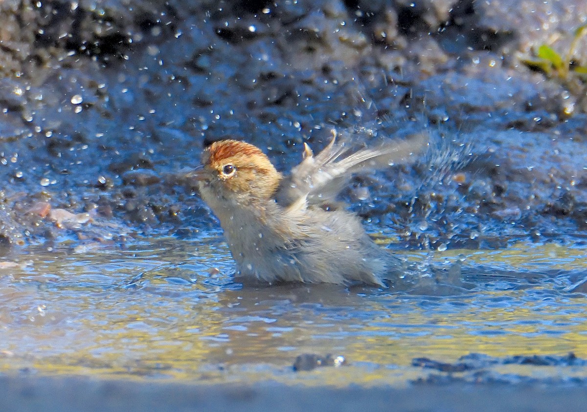 Clay-colored Sparrow - ML645449334