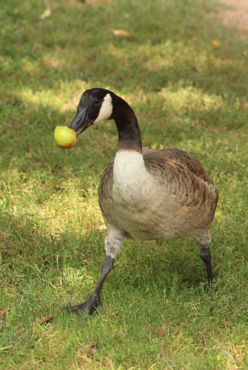 Canada Goose - ML645449336