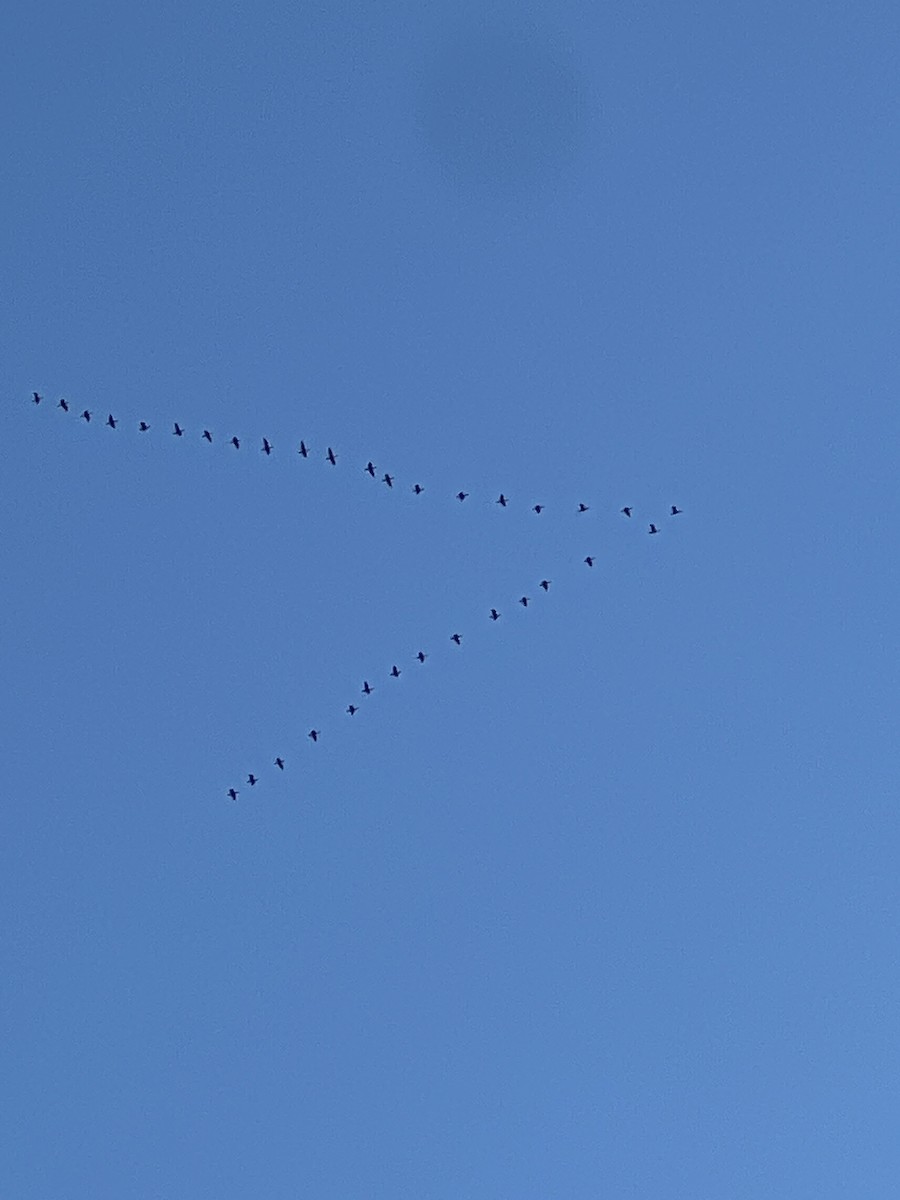 Double-crested Cormorant - ML645449338