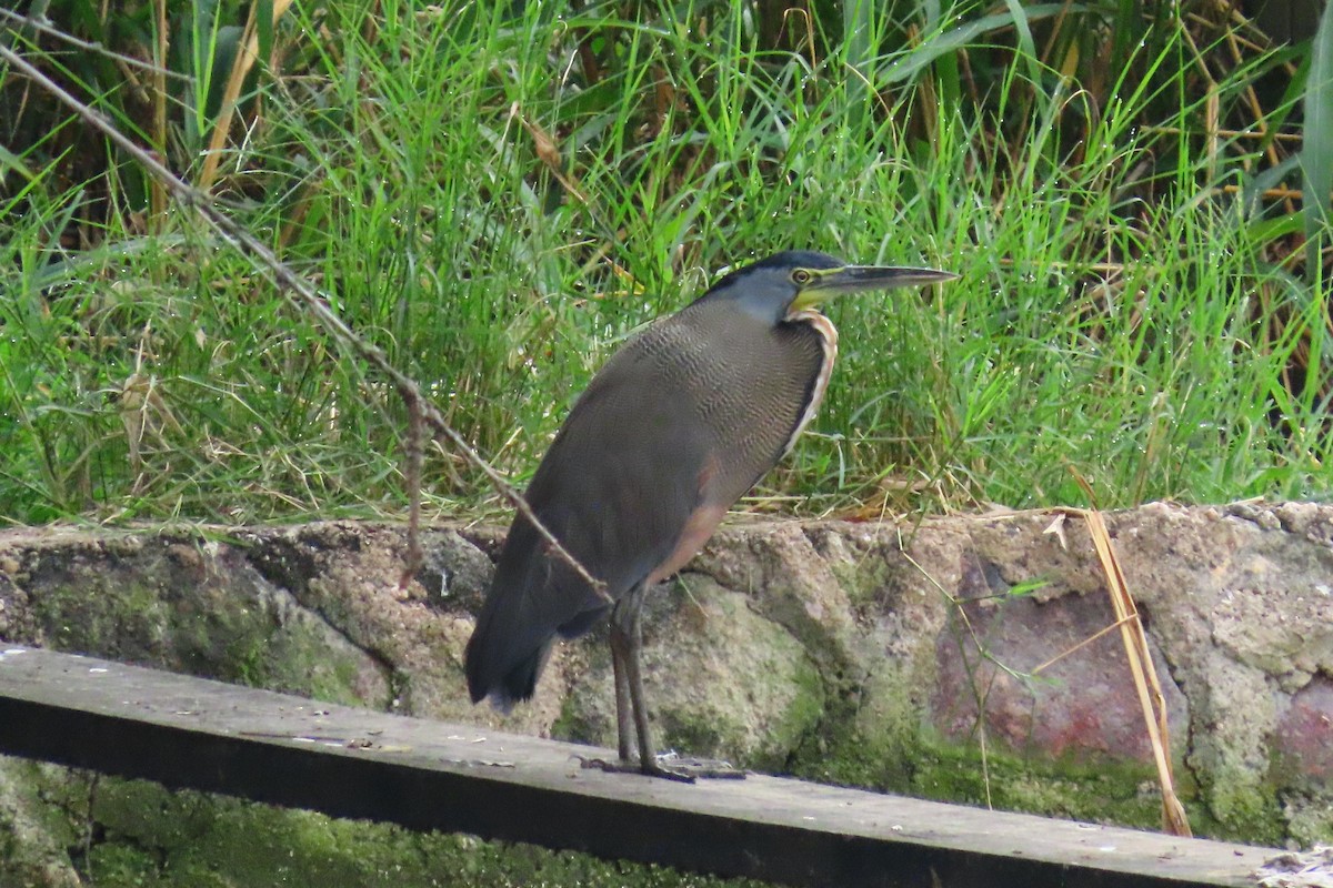 Bare-throated Tiger-Heron - ML645449341