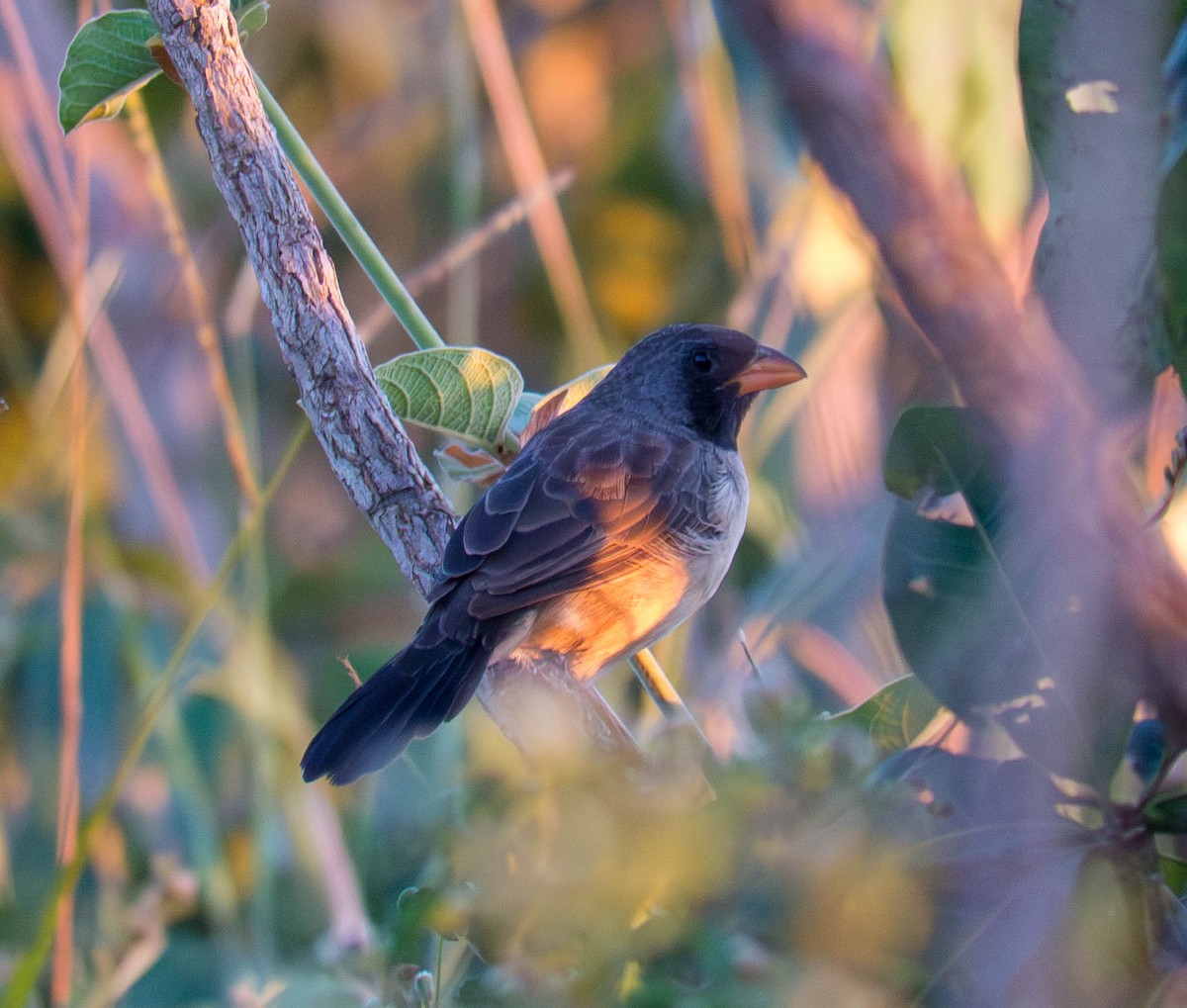 Black-throated Saltator - ML645449342
