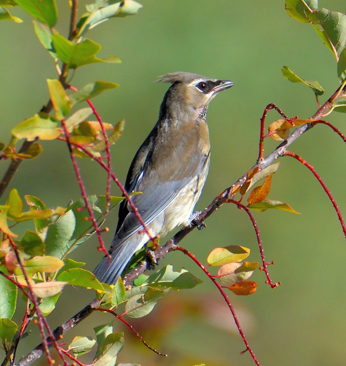 Cedar Waxwing - ML645449343