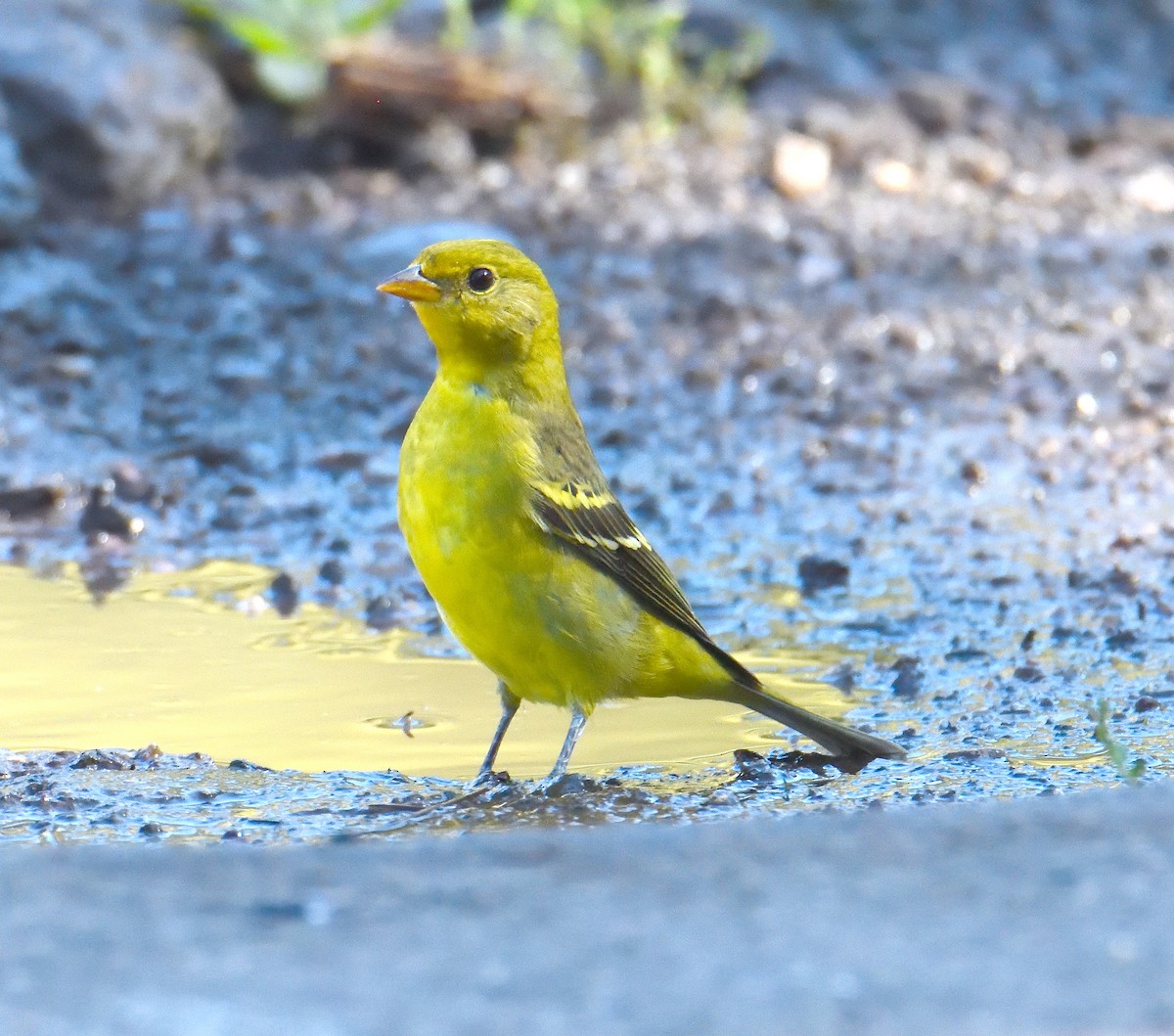 American Goldfinch - ML645449347