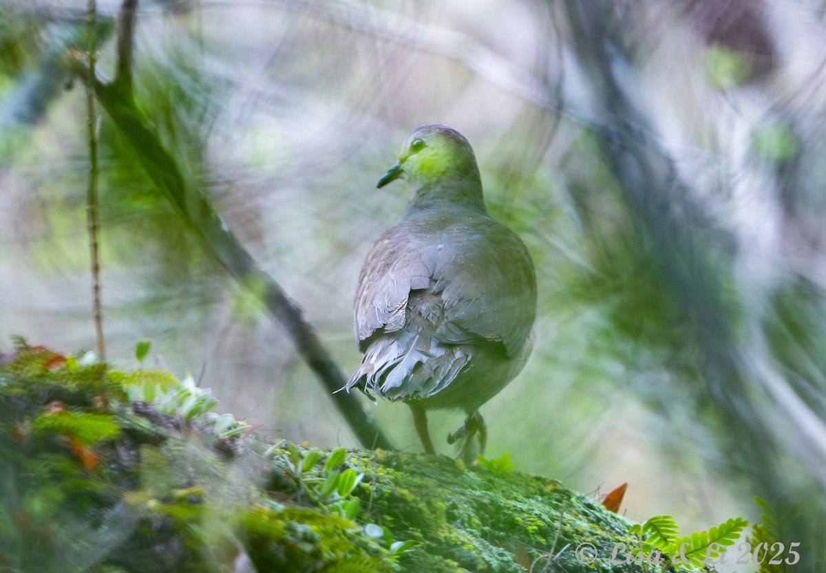 Colombe à face blanche - ML645449349