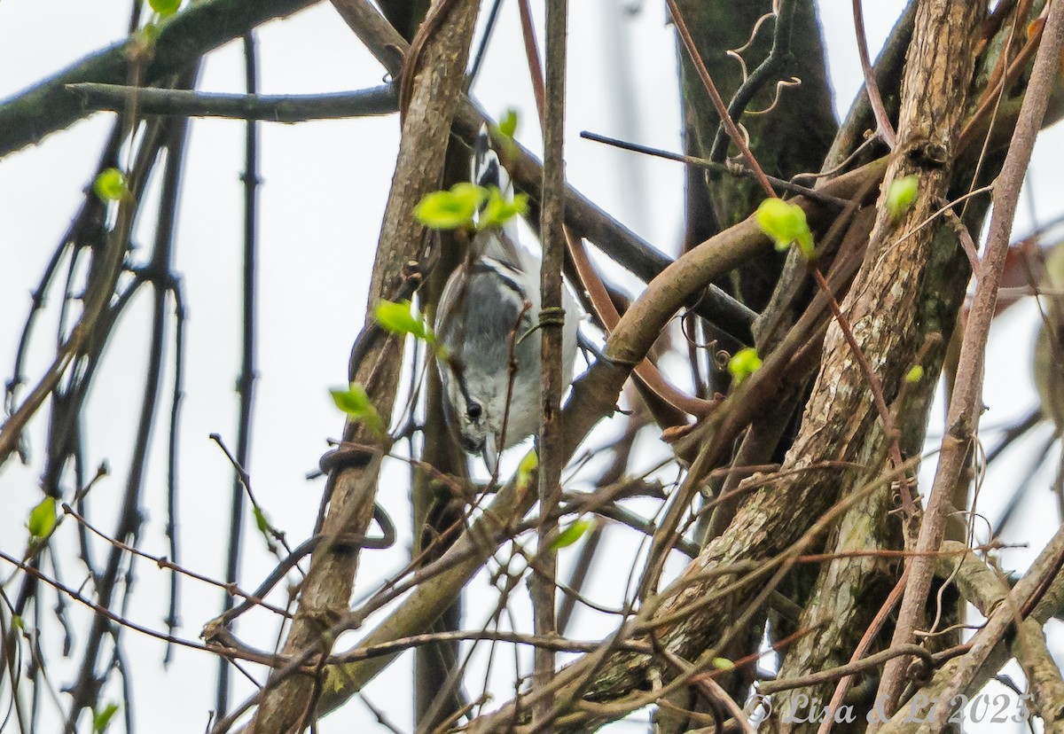 Kara Başlı Karıncaçıvgını - ML645449366