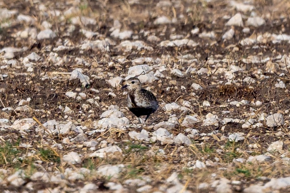 Сивка звичайна - ML645449368