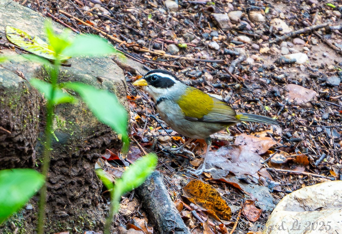 Moss-backed Sparrow - ML645449377