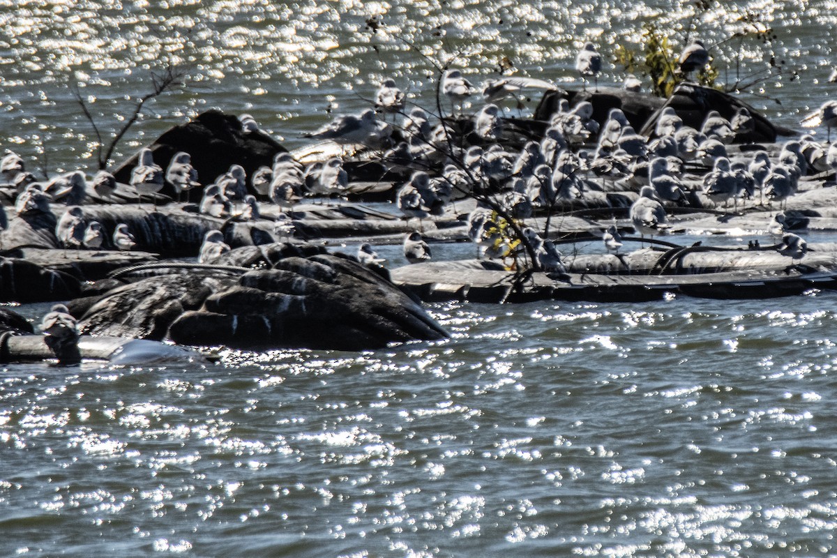 Ring-billed Gull - ML645449398