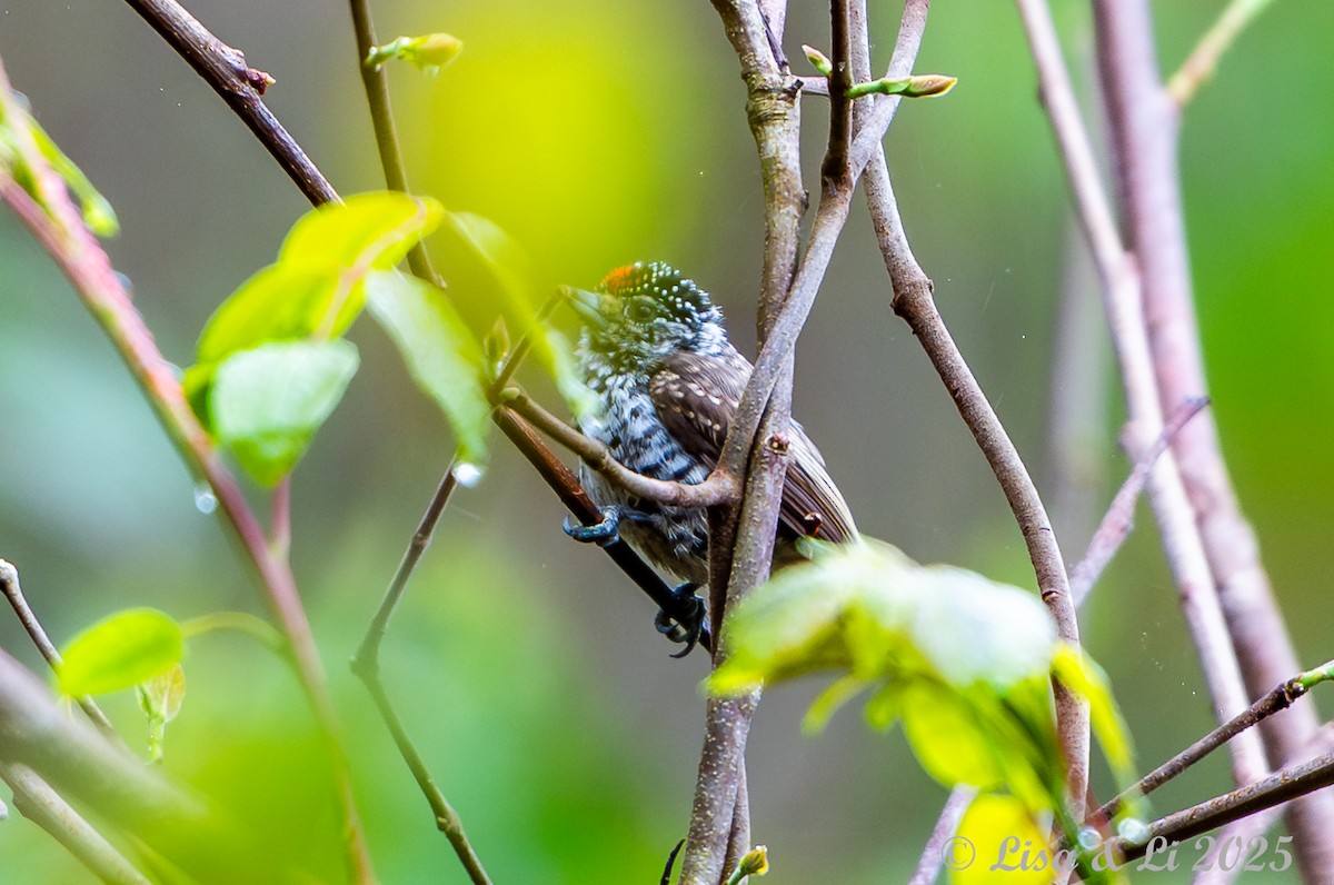 Zebrazwergspecht - ML645449415