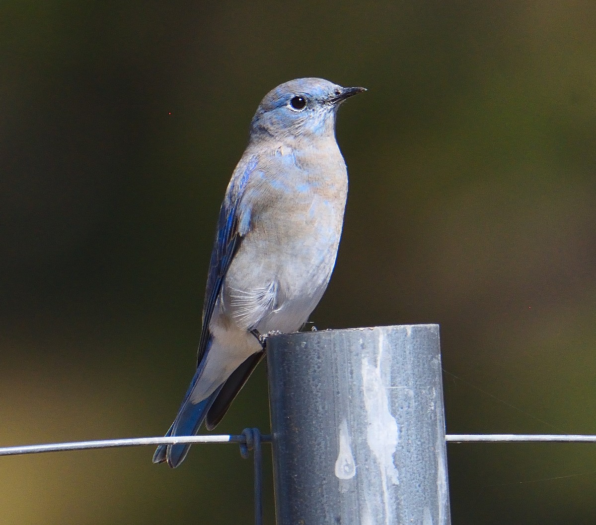 Mountain Bluebird - ML645449416