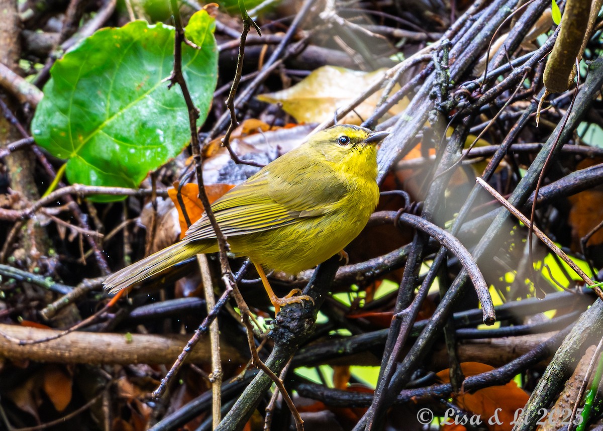 Двухполосый певун - ML645449427