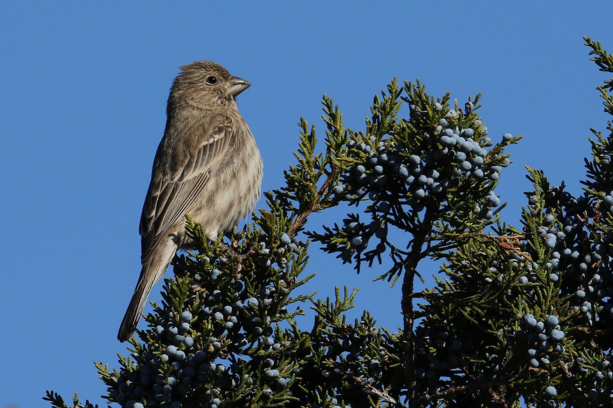 House Finch - ML645449435