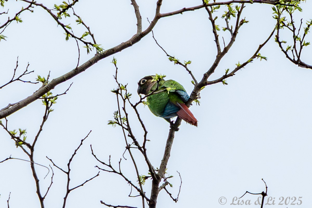 Green-cheeked Parakeet - ML645449437