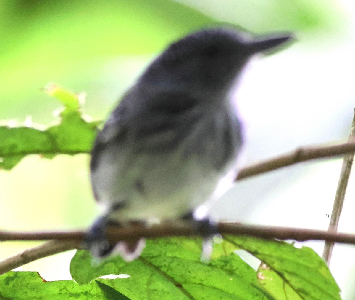 Spot-crowned Antvireo - ML645449443