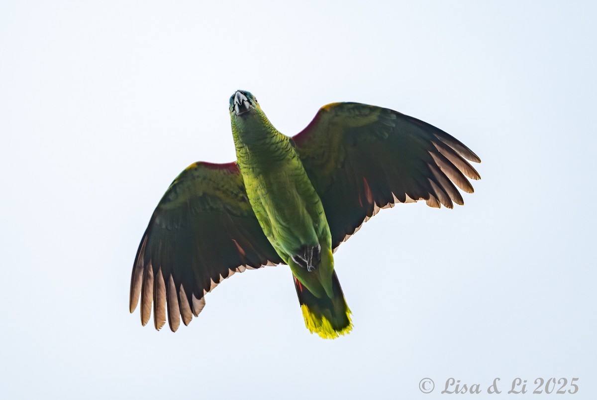 Turquoise-fronted Amazon - ML645449444