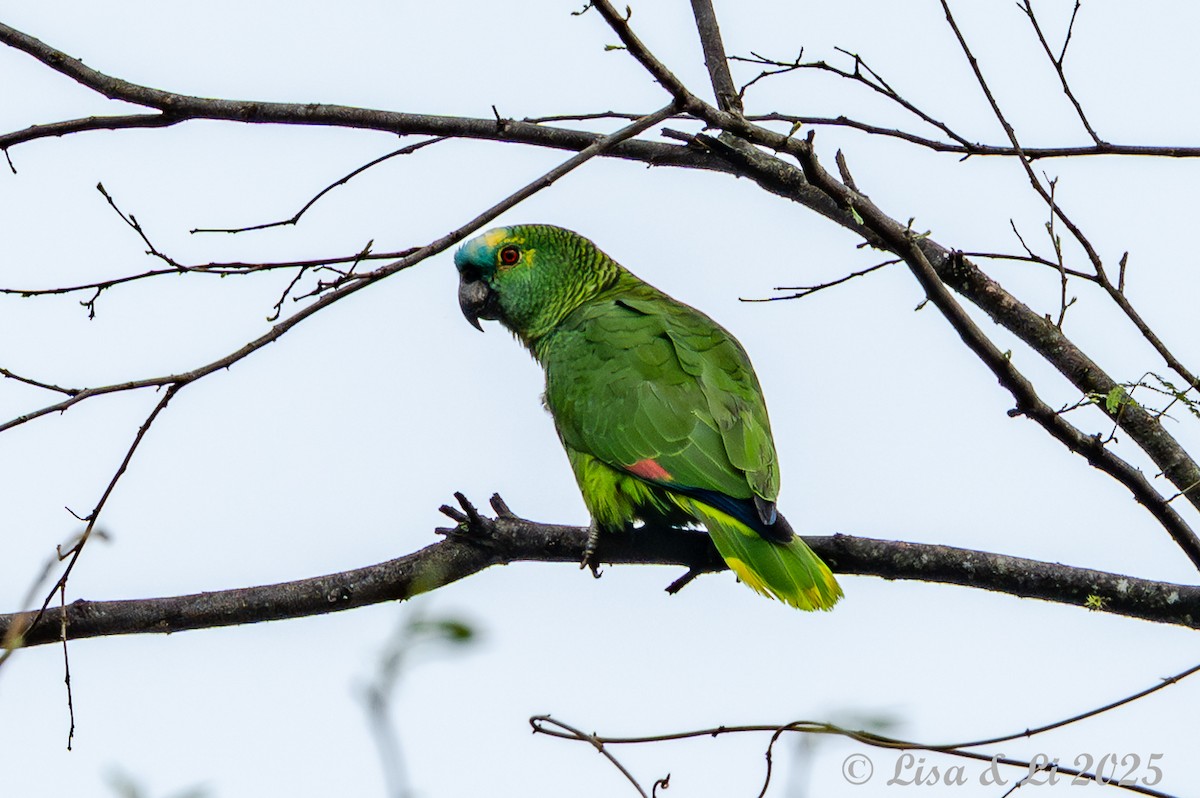 Turquoise-fronted Amazon - ML645449445