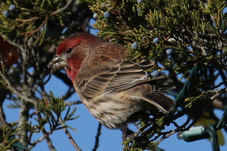 House Finch - ML645449446
