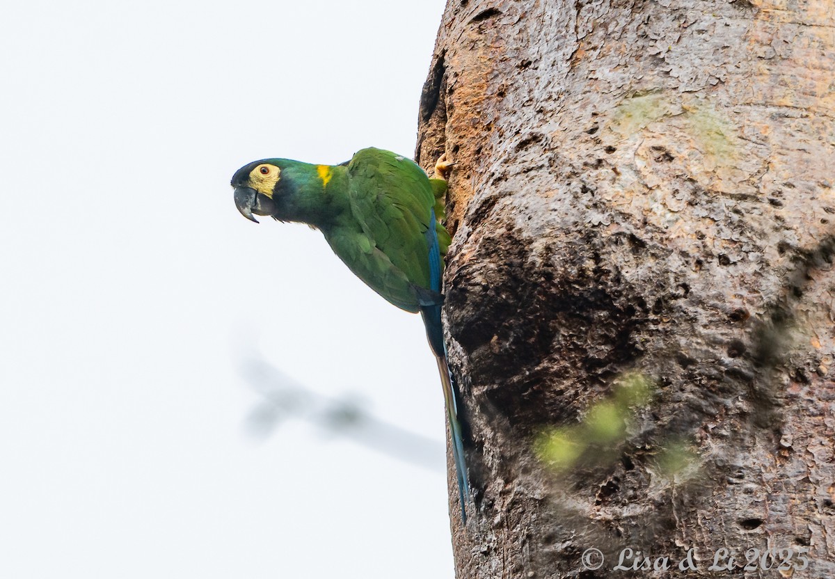 Yellow-collared Macaw - ML645449454
