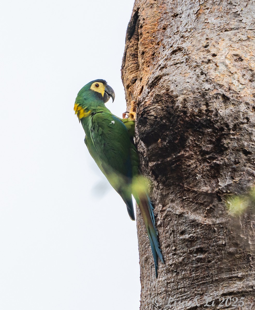 Yellow-collared Macaw - ML645449455