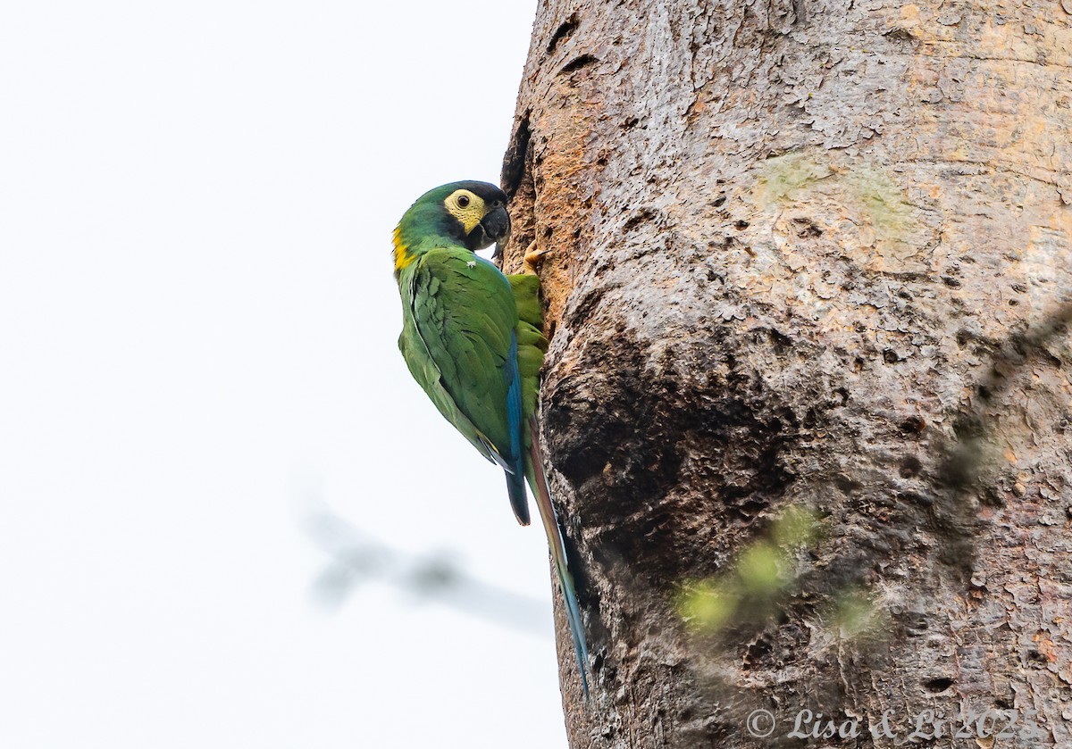 Yellow-collared Macaw - ML645449456